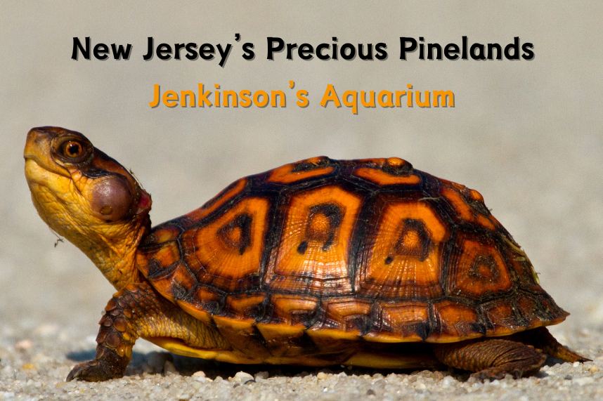 New Jersey's Precious Pinelands - Photo of Eastern Box Turtle
