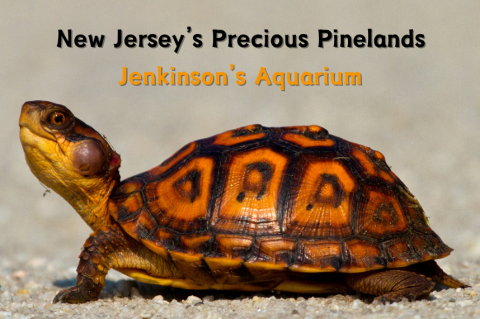 New Jersey's Precious Pinelands - Photo of Eastern Box Turtle