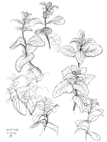 Drawing of mint leaves