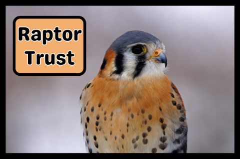 Photo of Ollie the American Kestrel at the Raptor Trust