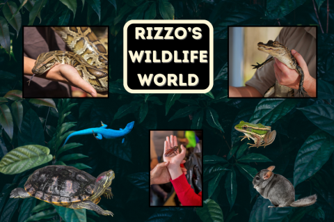 burmese python, baby alligataor, chinchilla, insect, frog and turtle