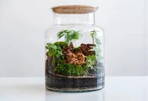 terrarium