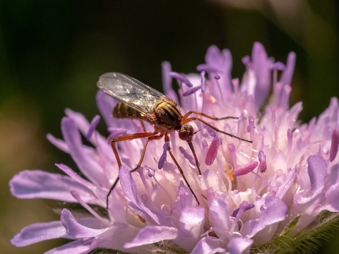 pollinator