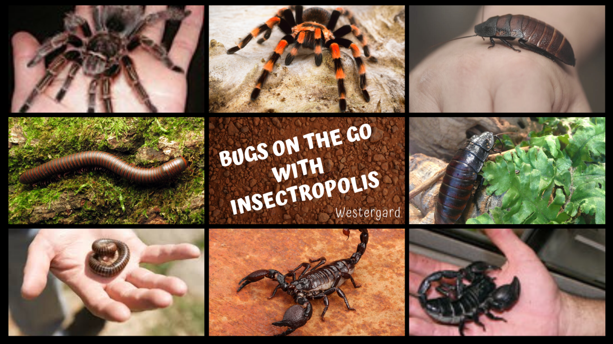 Insectropolis: Bugs on the Go!