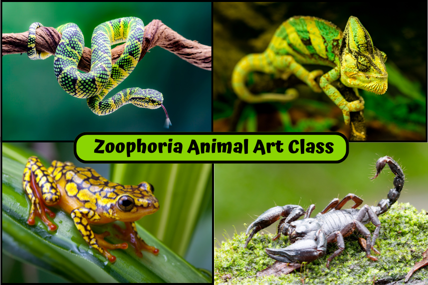 picture of scorpion, snake, chameleon and frog